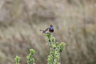 texel2018-83